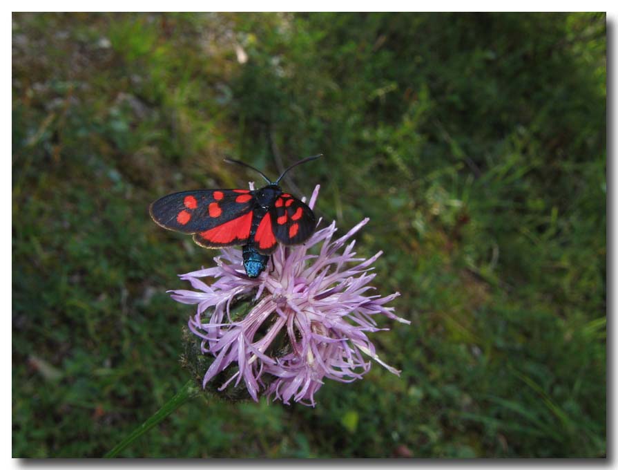 Zygaena transalpina